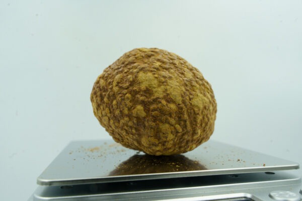 CC 03411